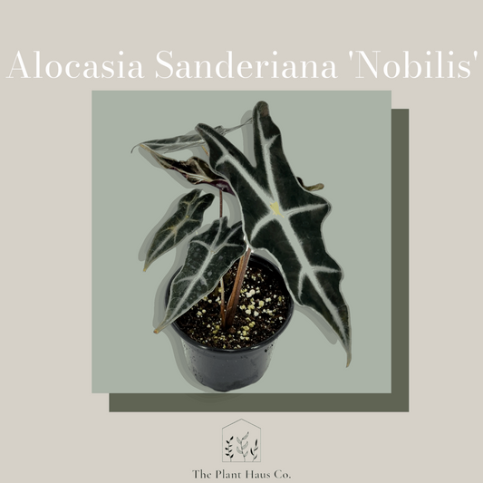 Alocasia Sanderiana Nobilis