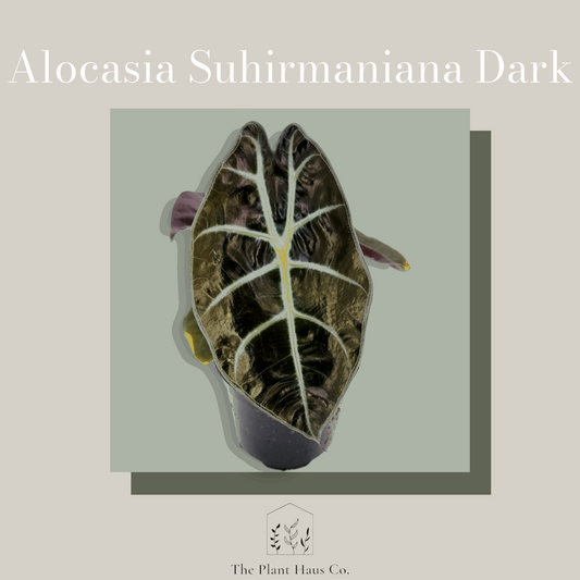 Alocasia Suhirmaniana Dark