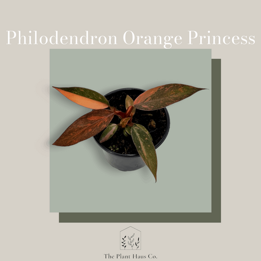 Philodendron Orange Princess