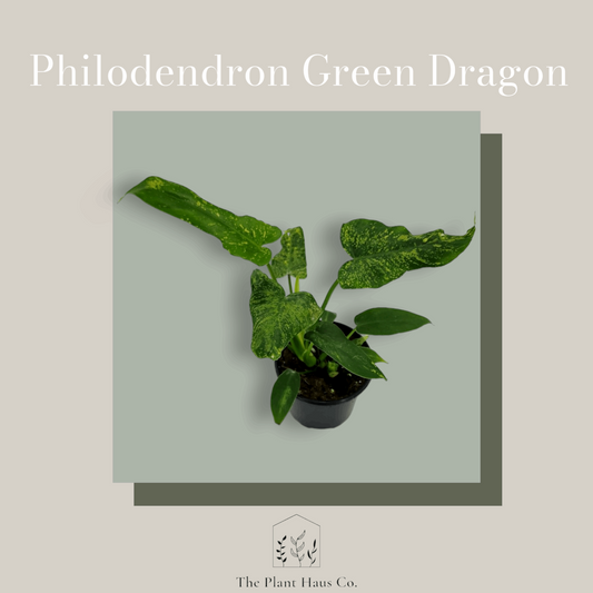 Philodendron Green Dragon Variegated