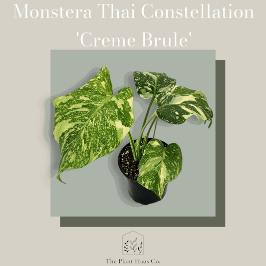 Monstera Thai Constellation 'Creme Brule'