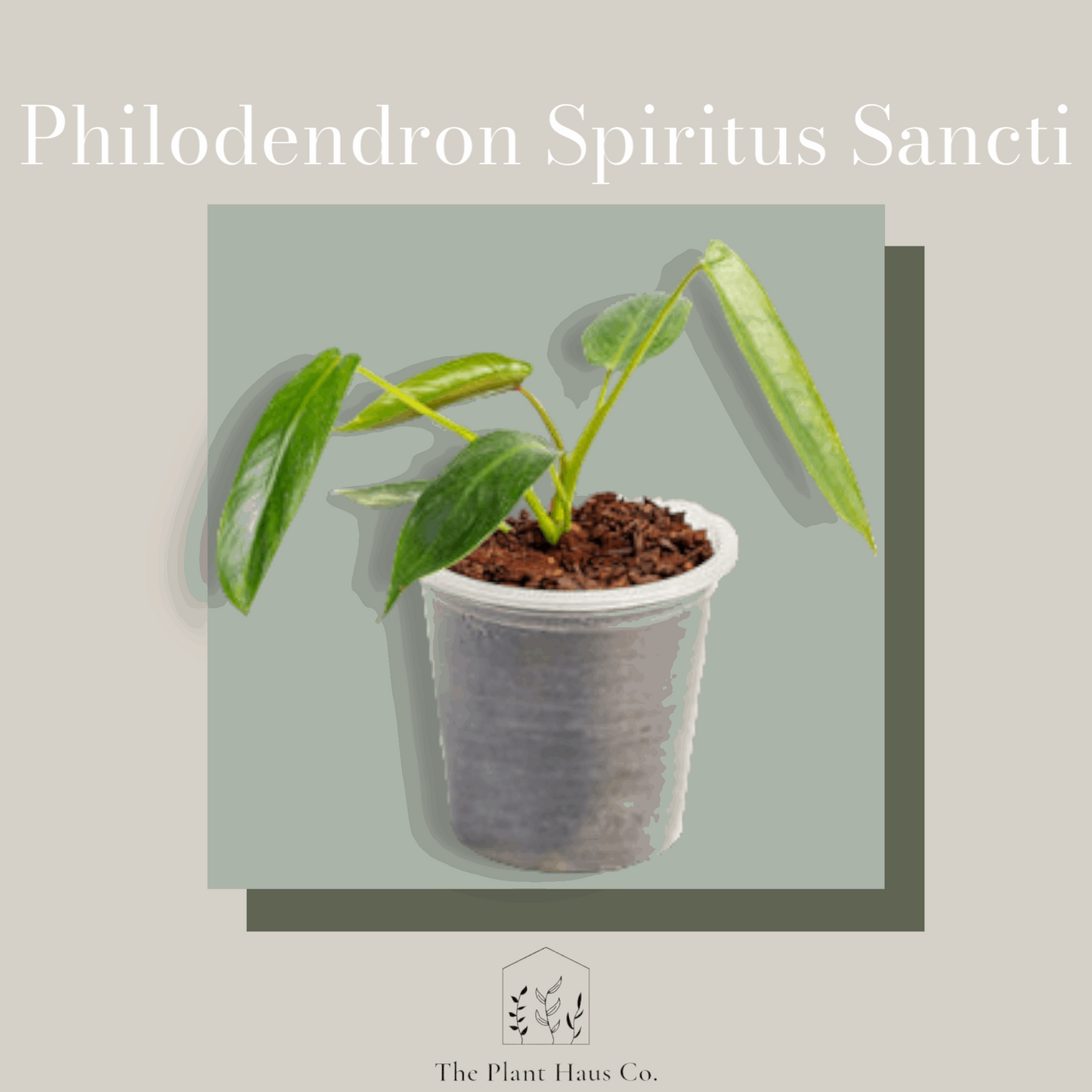 Philodendron Spiritus Sancti