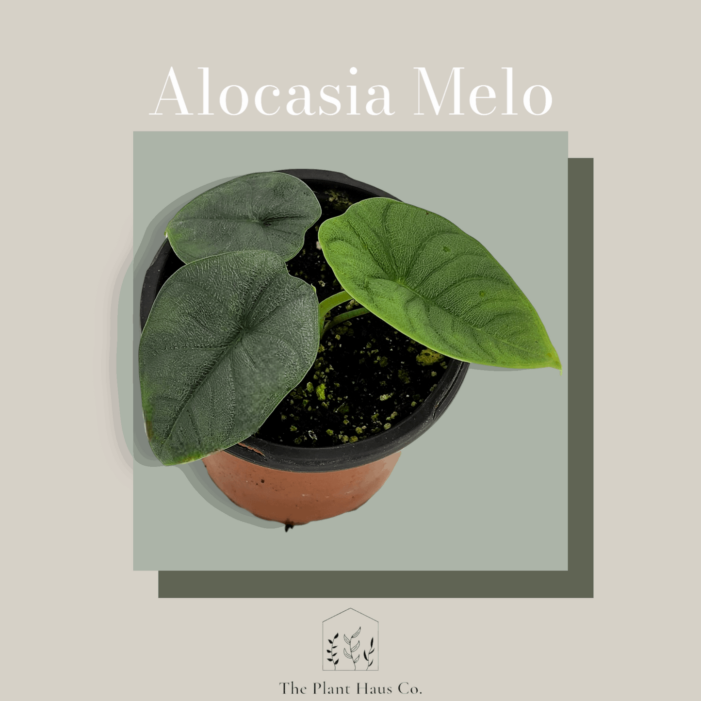 Alocasia Melo