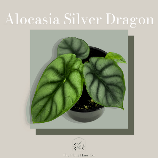 Alocasia Silver Dragon