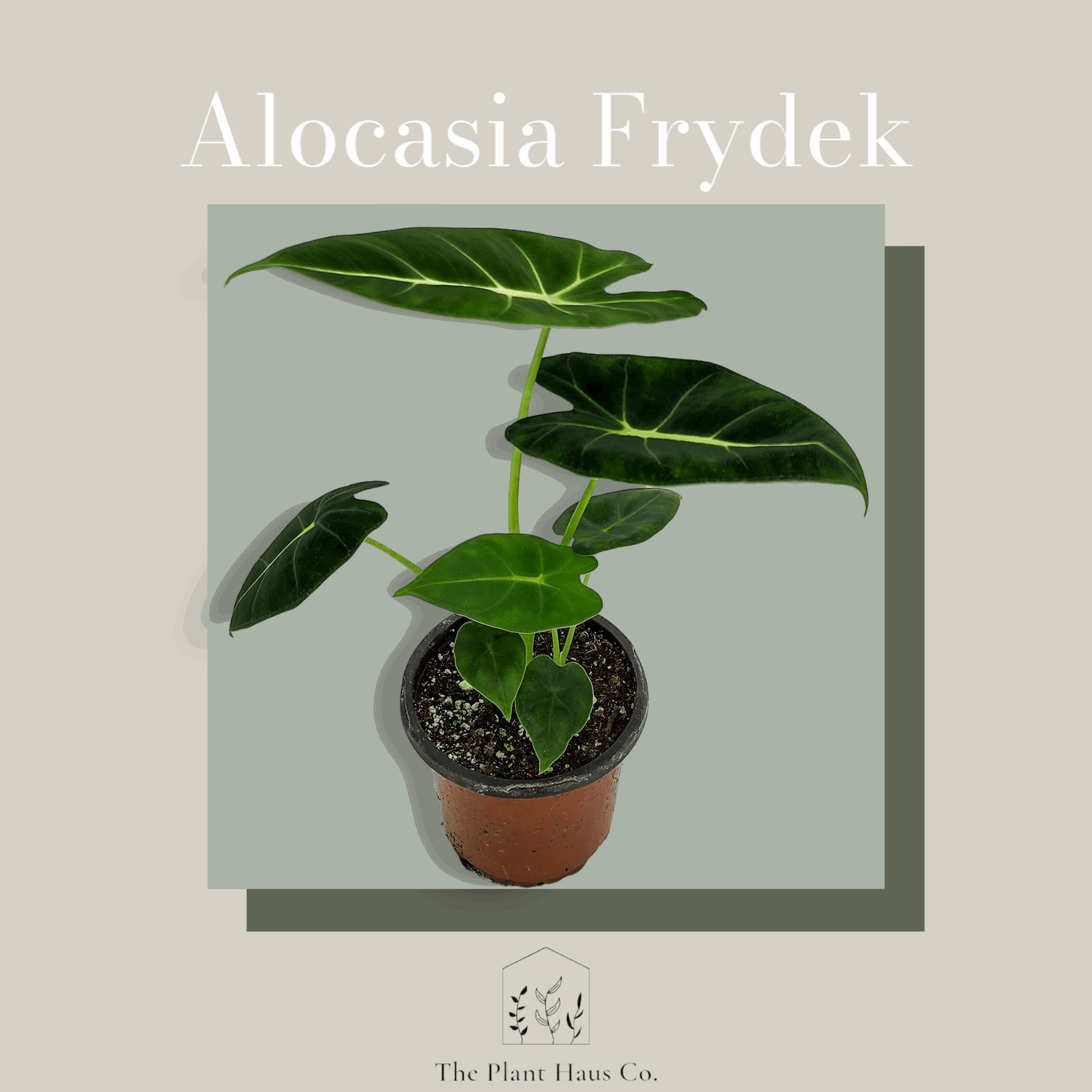 Alocasia Frydek