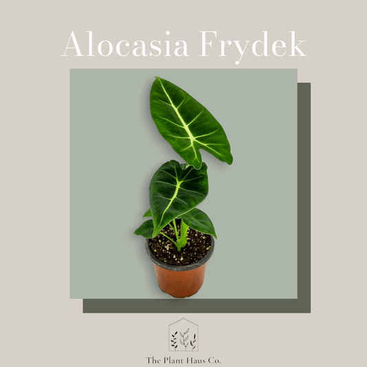 Alocasia Frydek