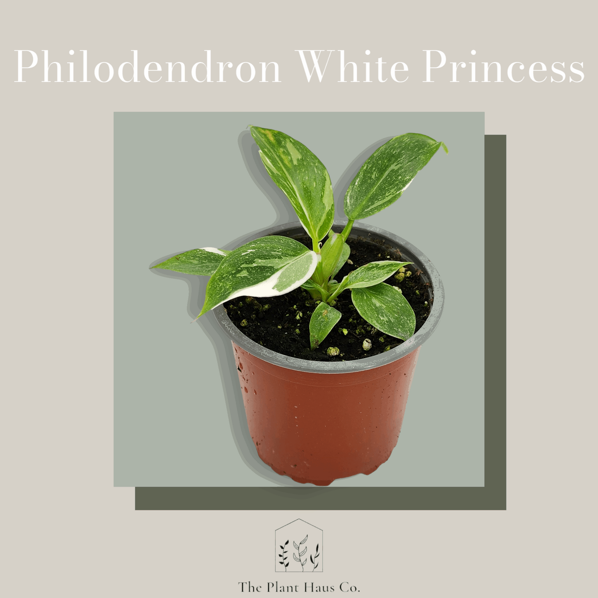 Philodendron White Princess