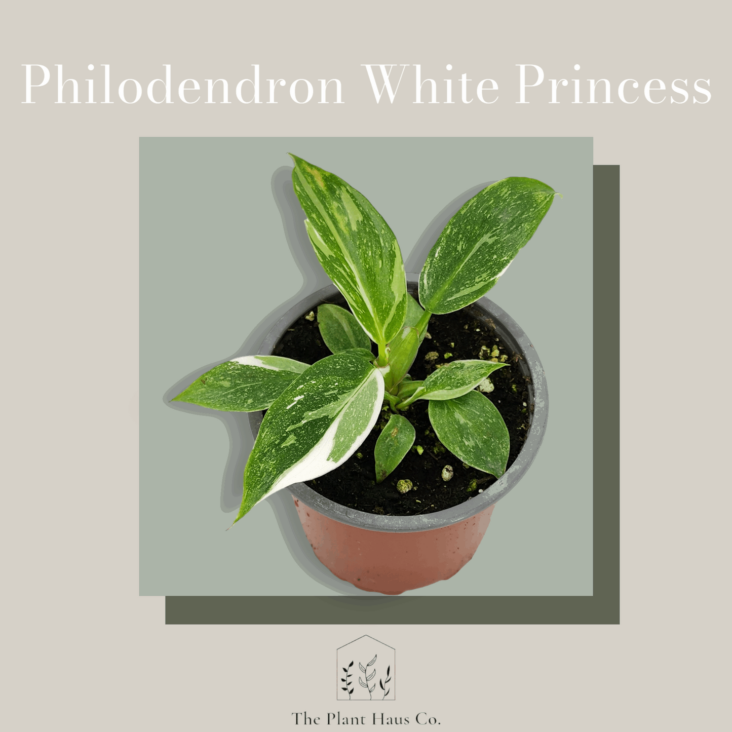 Philodendron White Princess