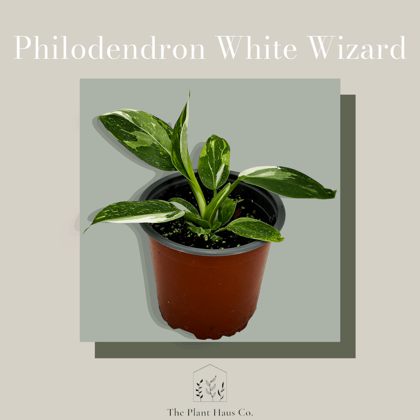 Philodendron White Wizard