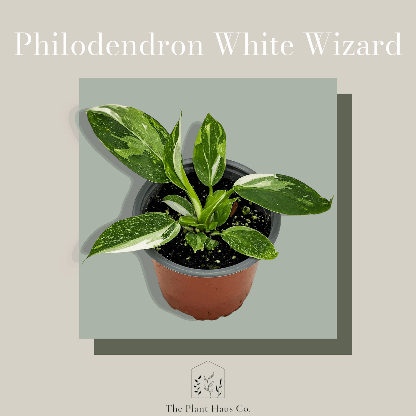 Philodendron White Wizard