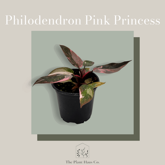 Philodendron Pink Princess