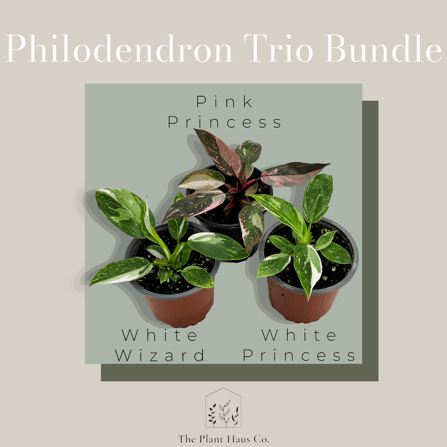 Philodendron Trio Bundle