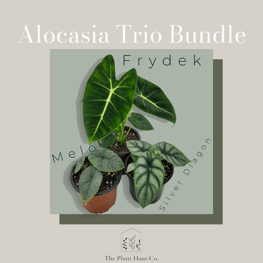 Alocasia Trio Bundle