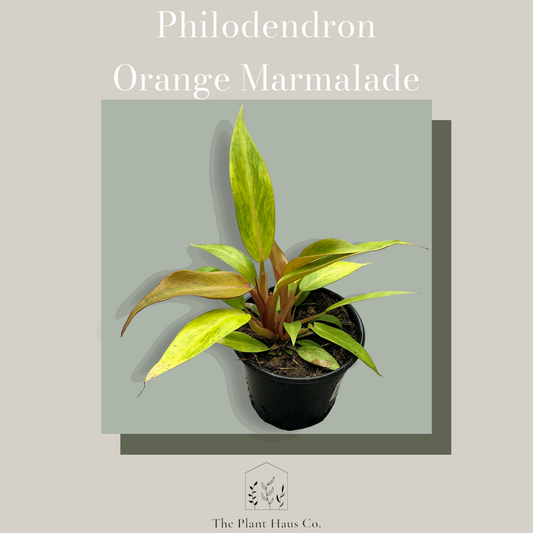 Philodendron Orange Marmalade