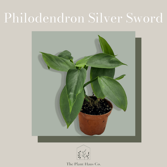 Philodendron Silver Sword