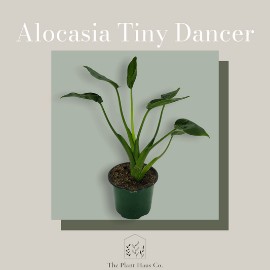 Alocasia Tiny Dancer