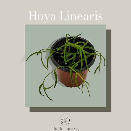 Hoya Linearis