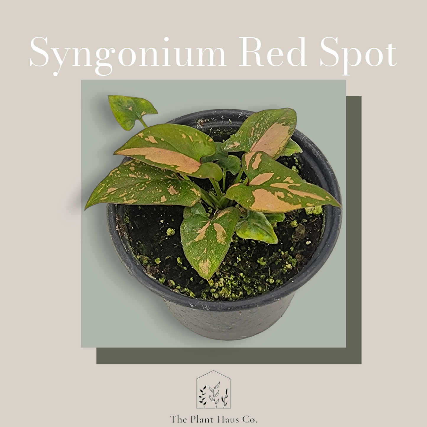 Syngonium Red Spot