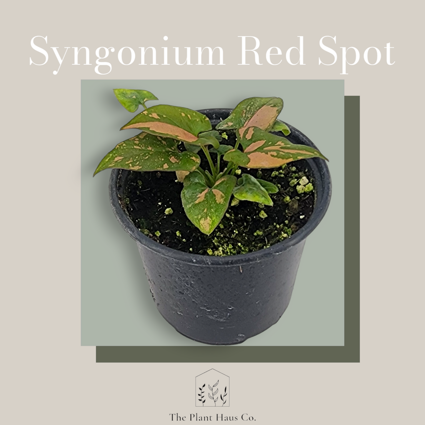 Syngonium Red Spot