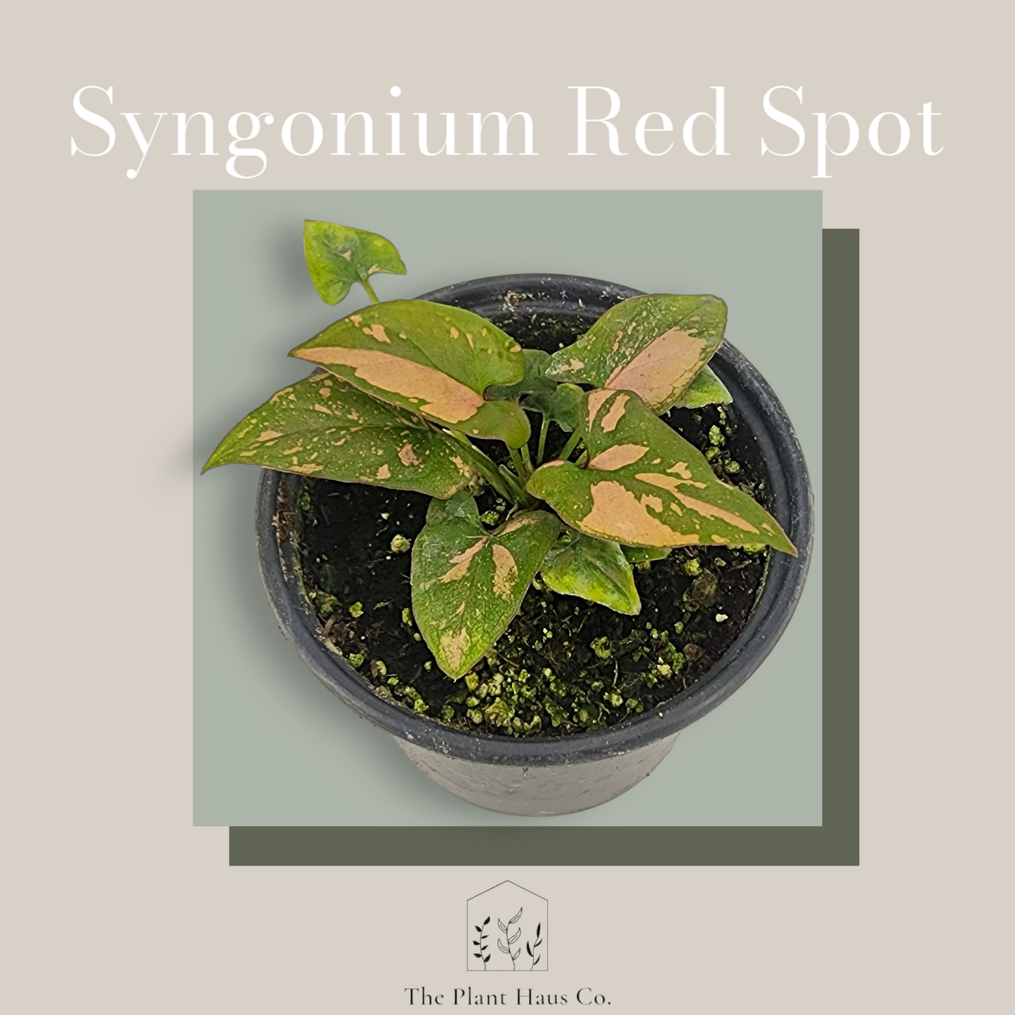 Syngonium Red Spot