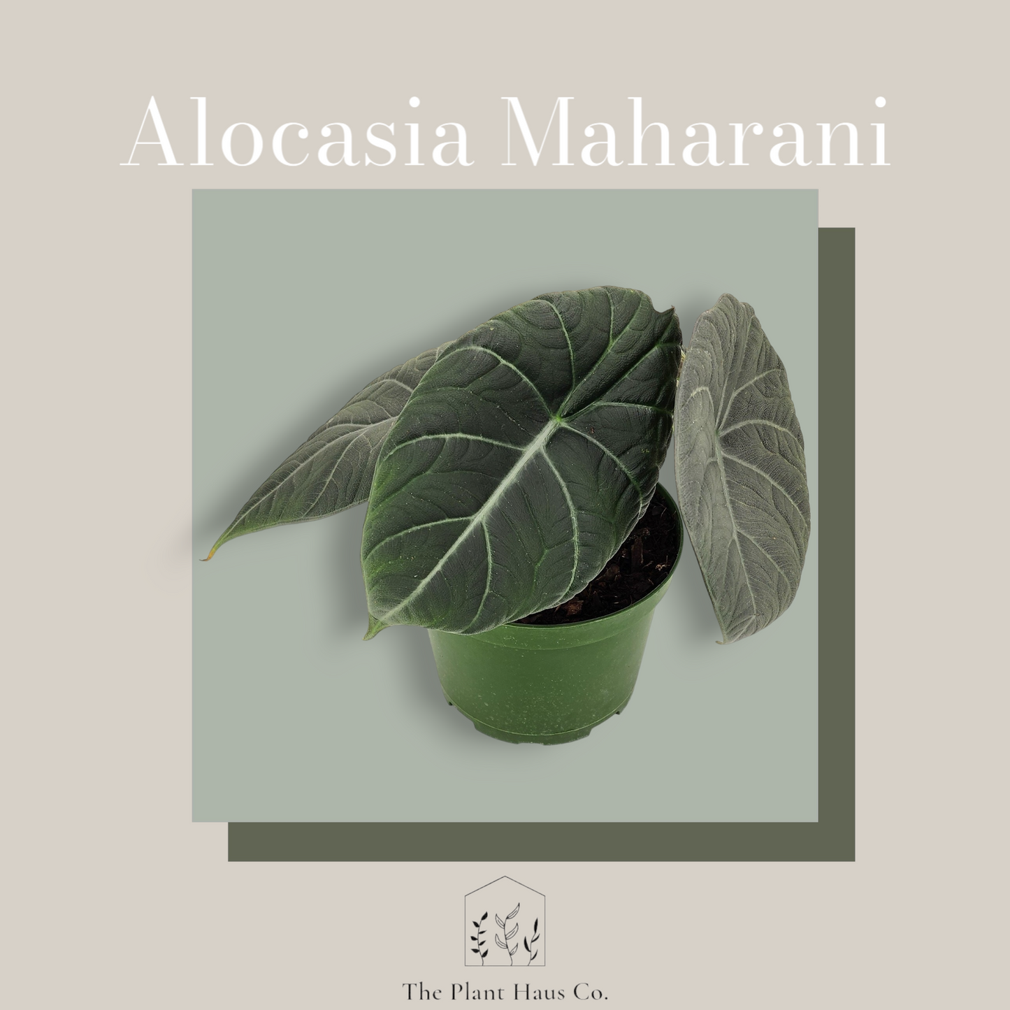 Alocasia Maharani