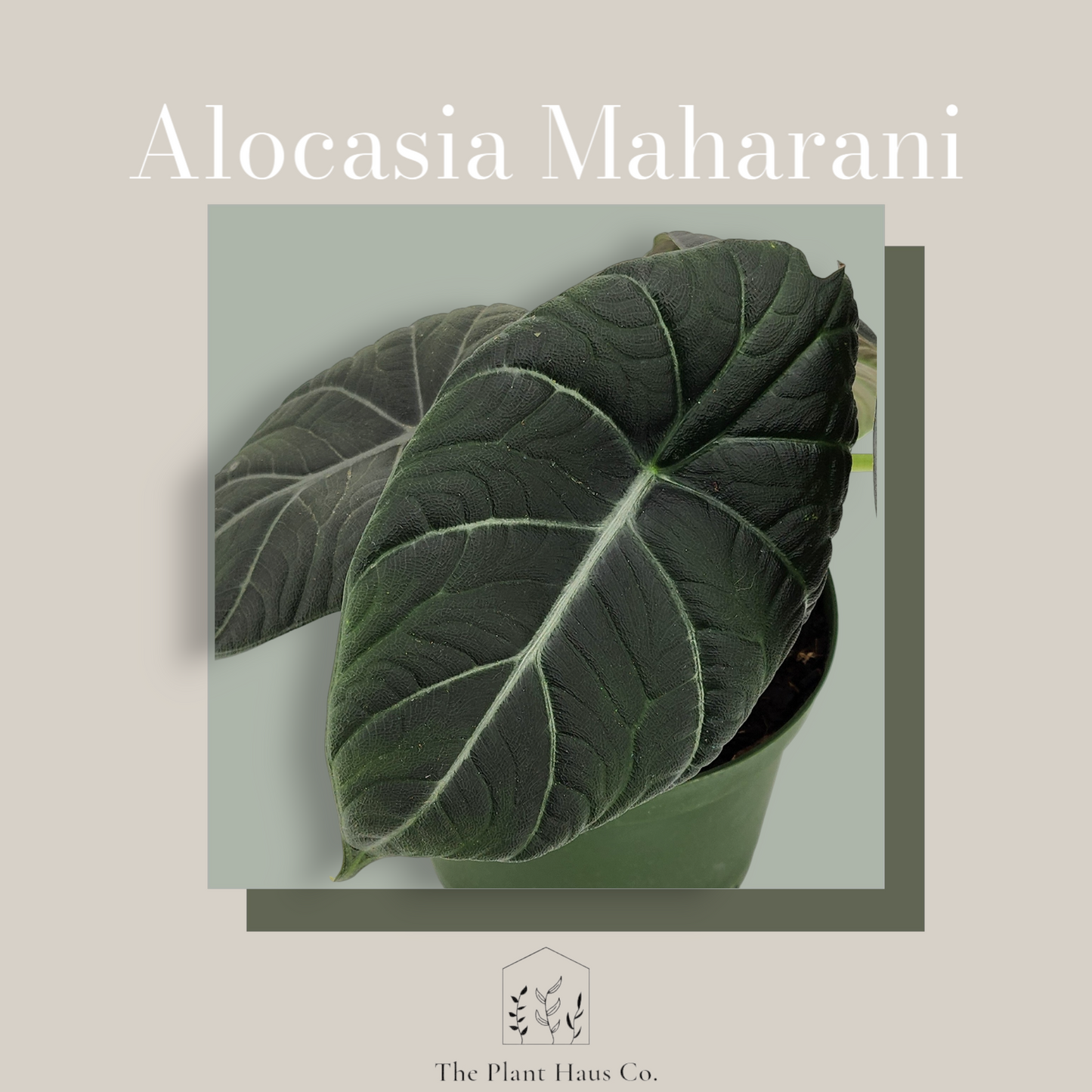 Alocasia Maharani