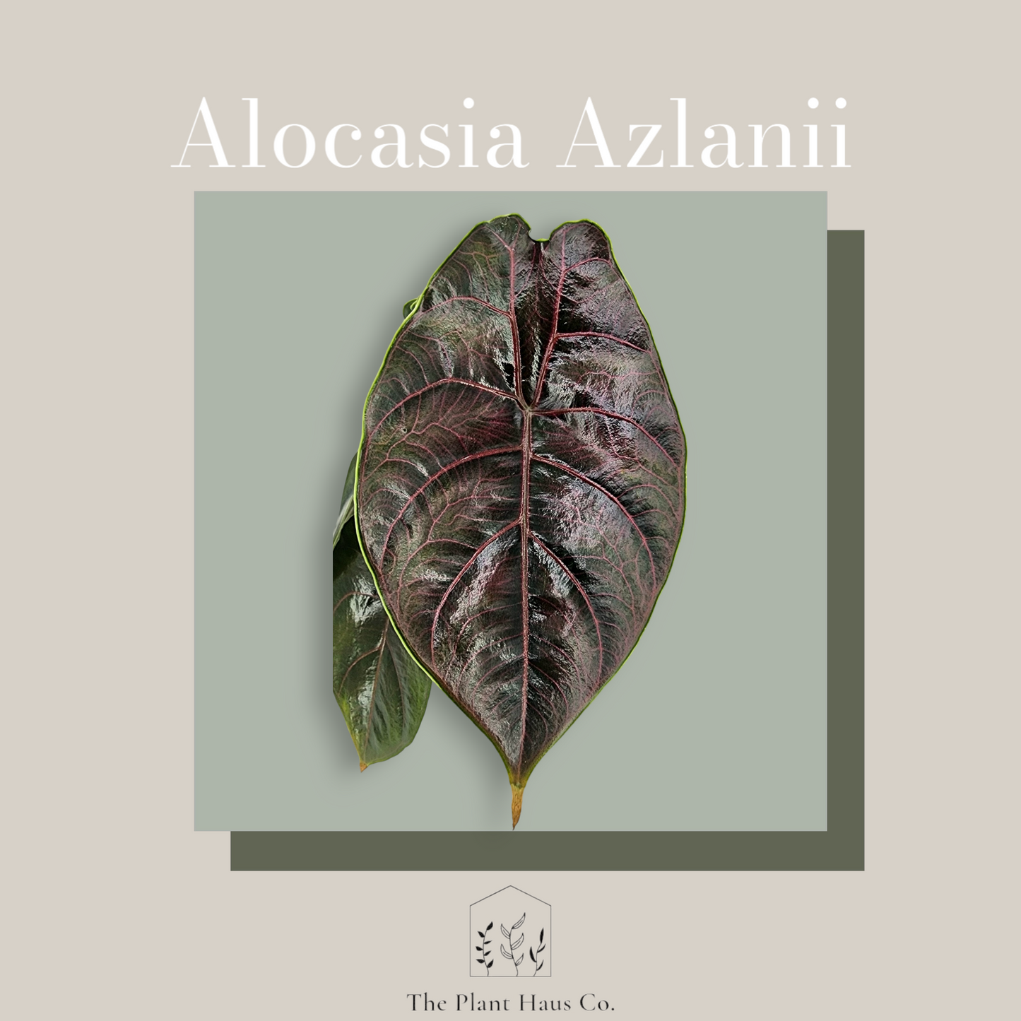 Alocasia Azlanii