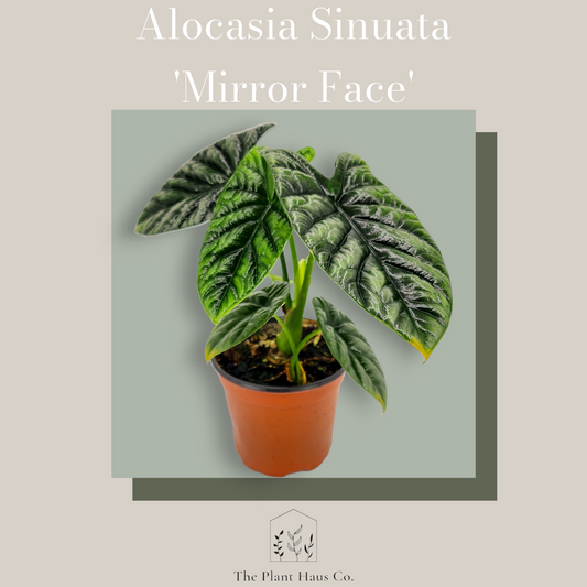 Alocasia Sinuata 'Mirror Face'