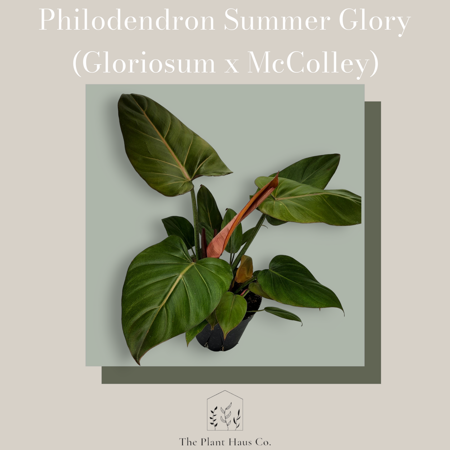 Philodendron Summer Glory (Gloriousum x McColleys)