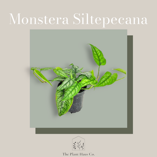 Monstera Siltepecana