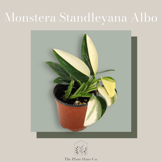 Monstera Standleyana Albo