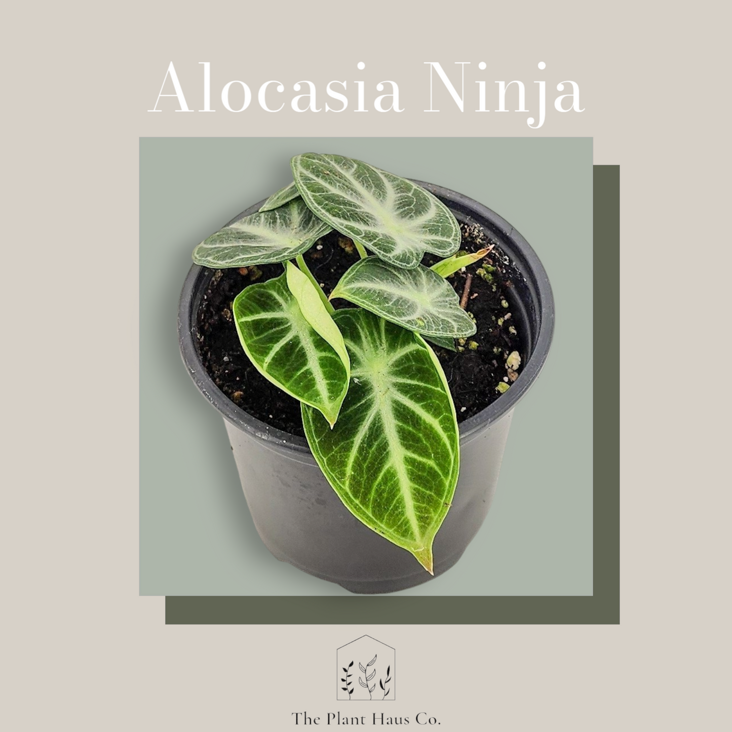 Alocasia Ninja