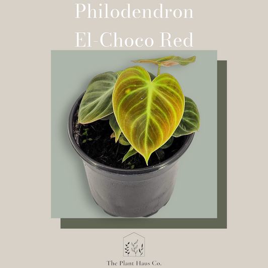 Philodendron El-Choco Red