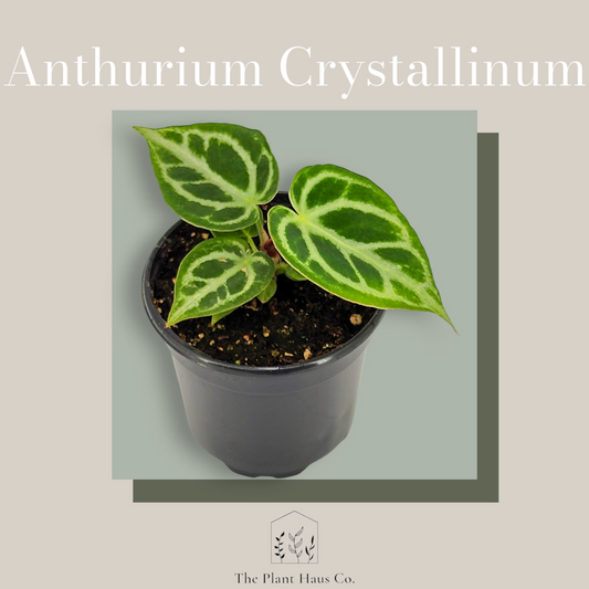 Anthurium Crystallinum