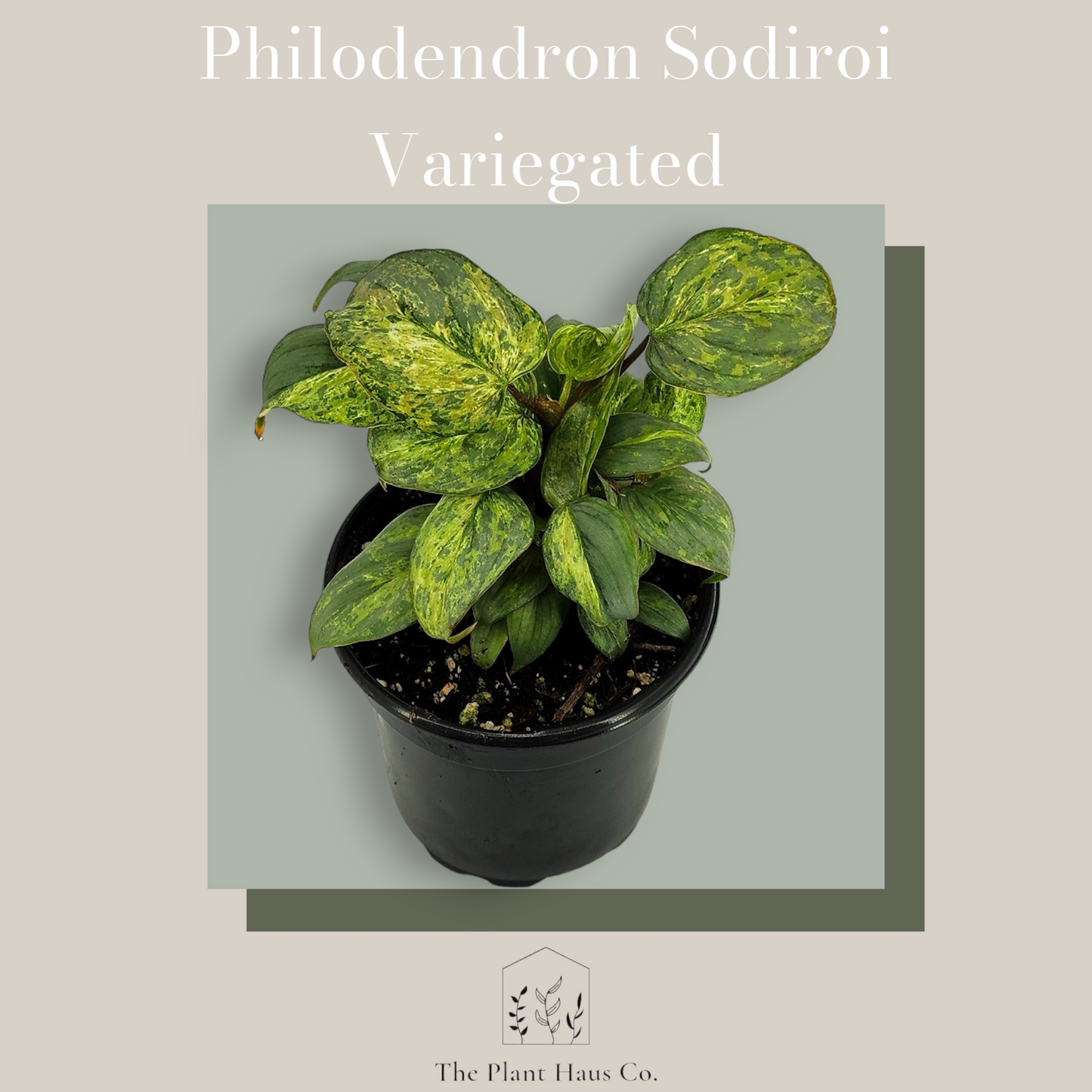 Philodendron Sodiroi Variegated