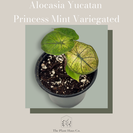 Alocasia Yucatan Princess Mint Variegated