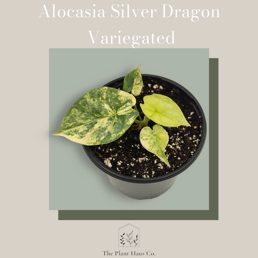 Alocasia Silver Dragon Variegated