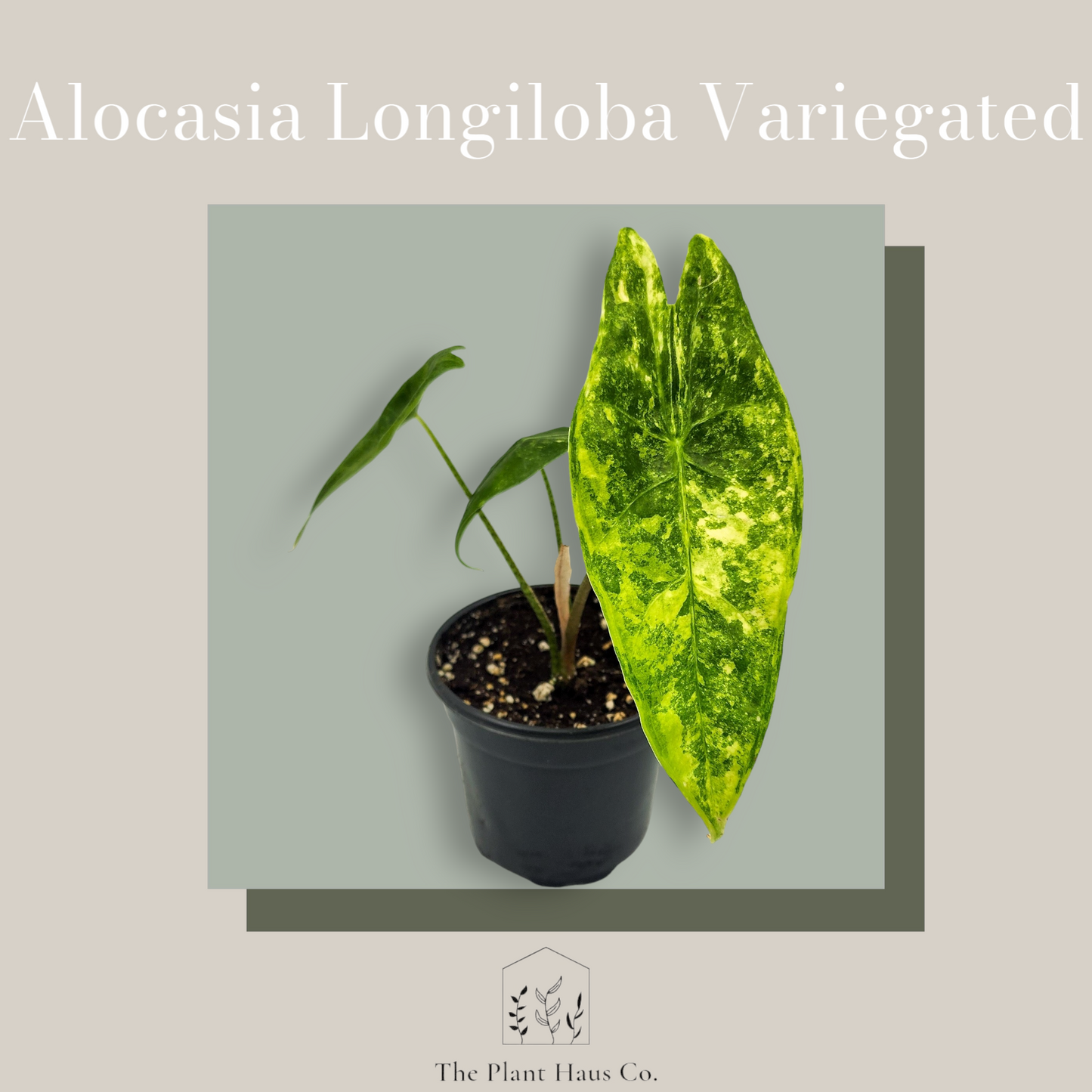 Alocasia Longiloba Variegated