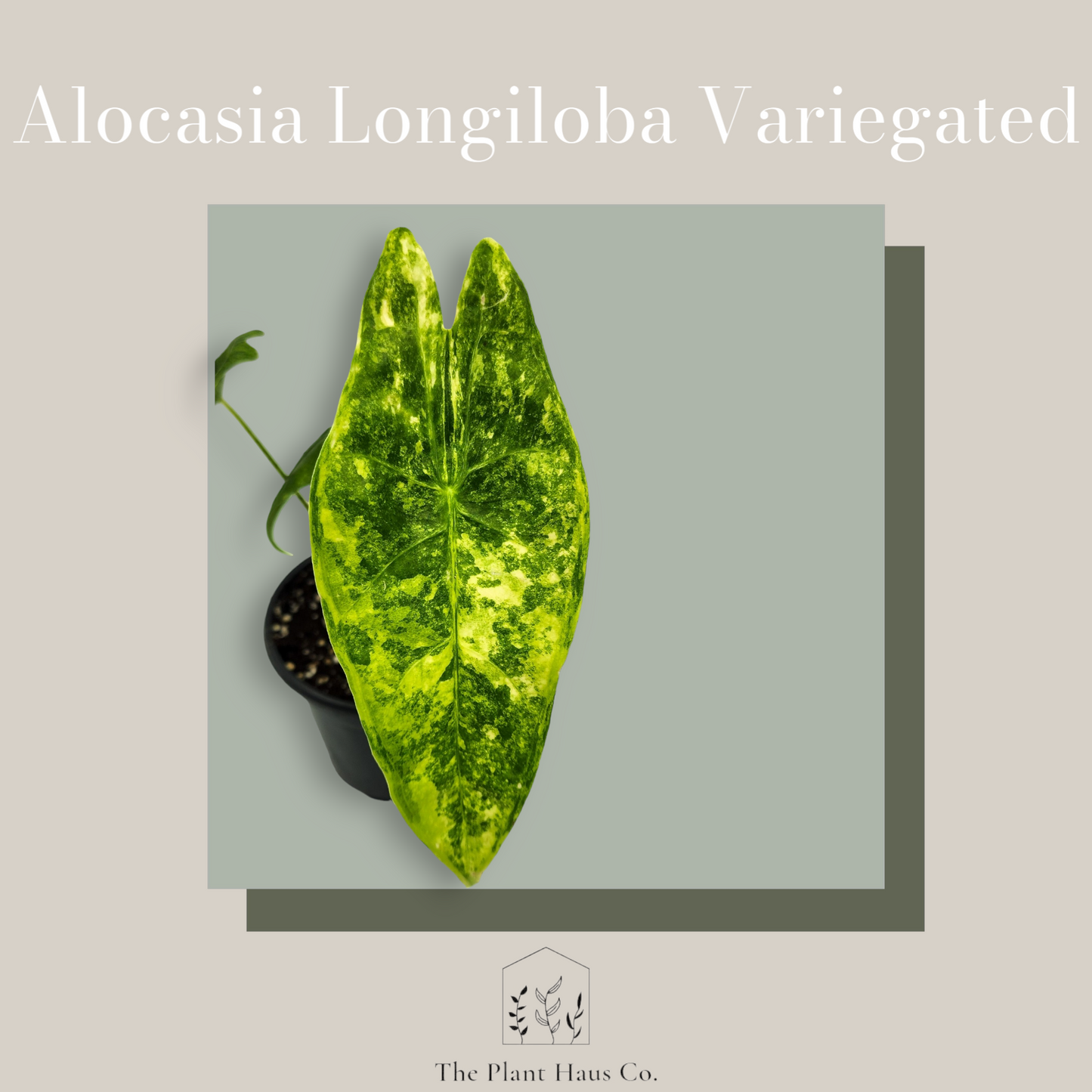 Alocasia Longiloba Variegated