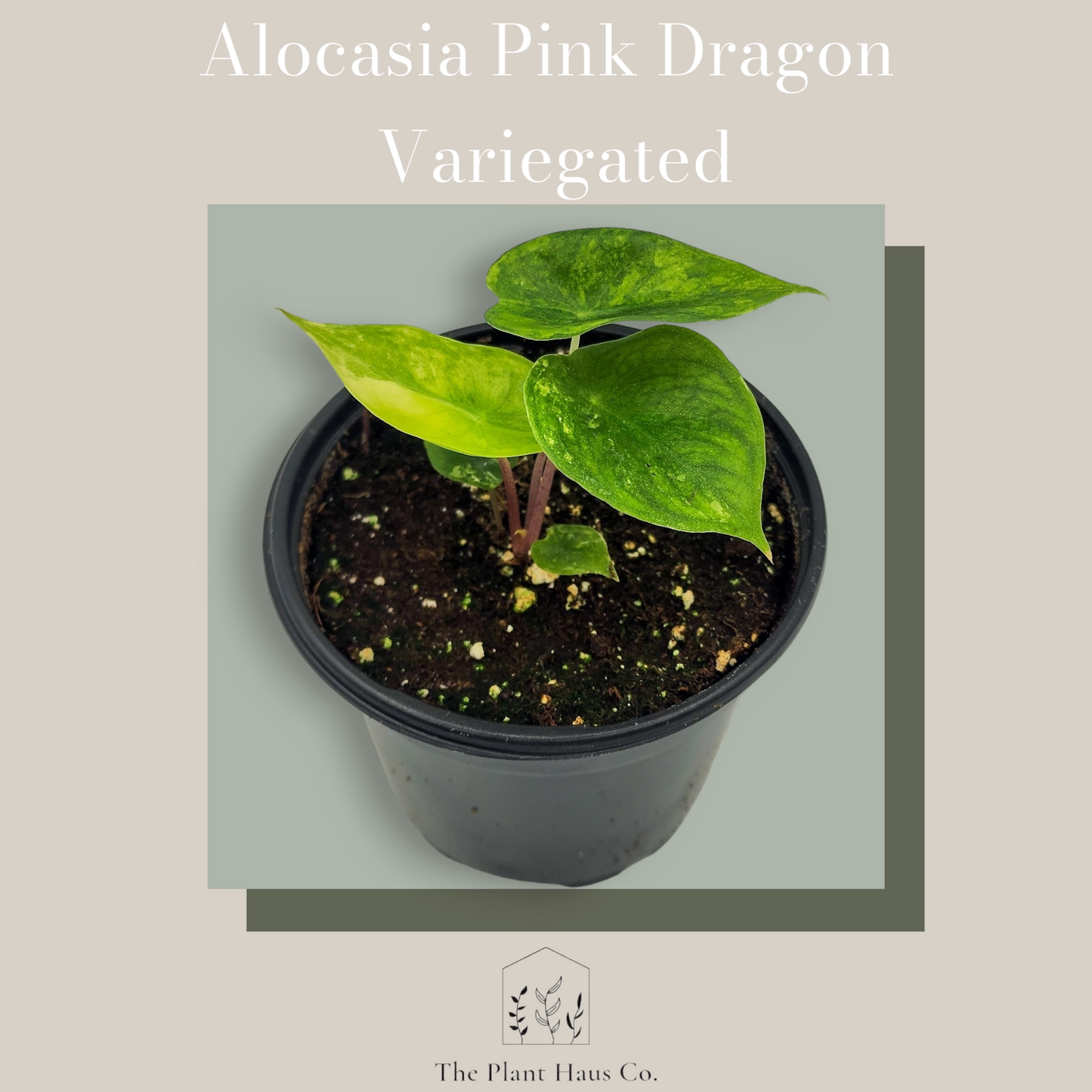 Alocasia Pink Dragon Variegated