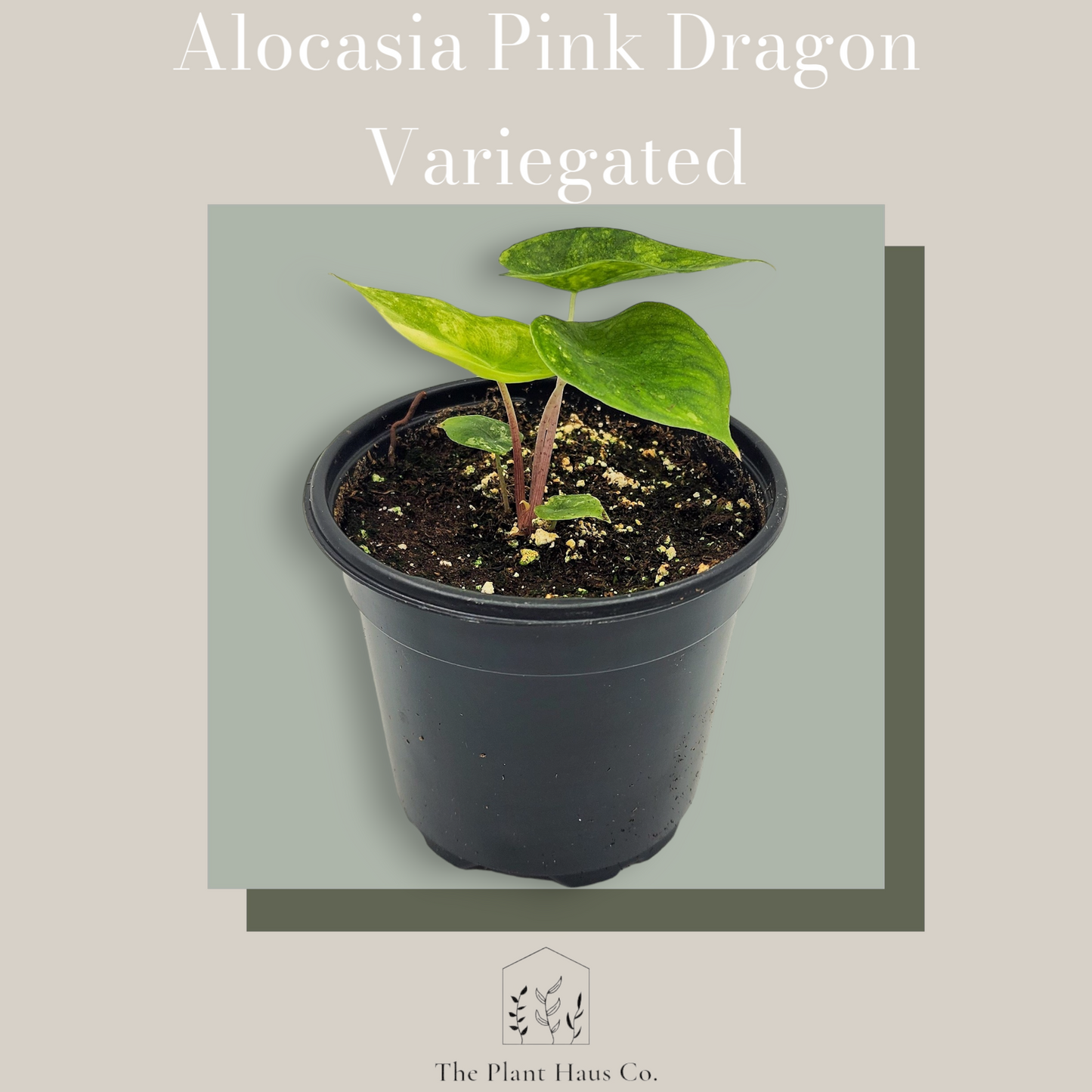 Alocasia Pink Dragon Variegated