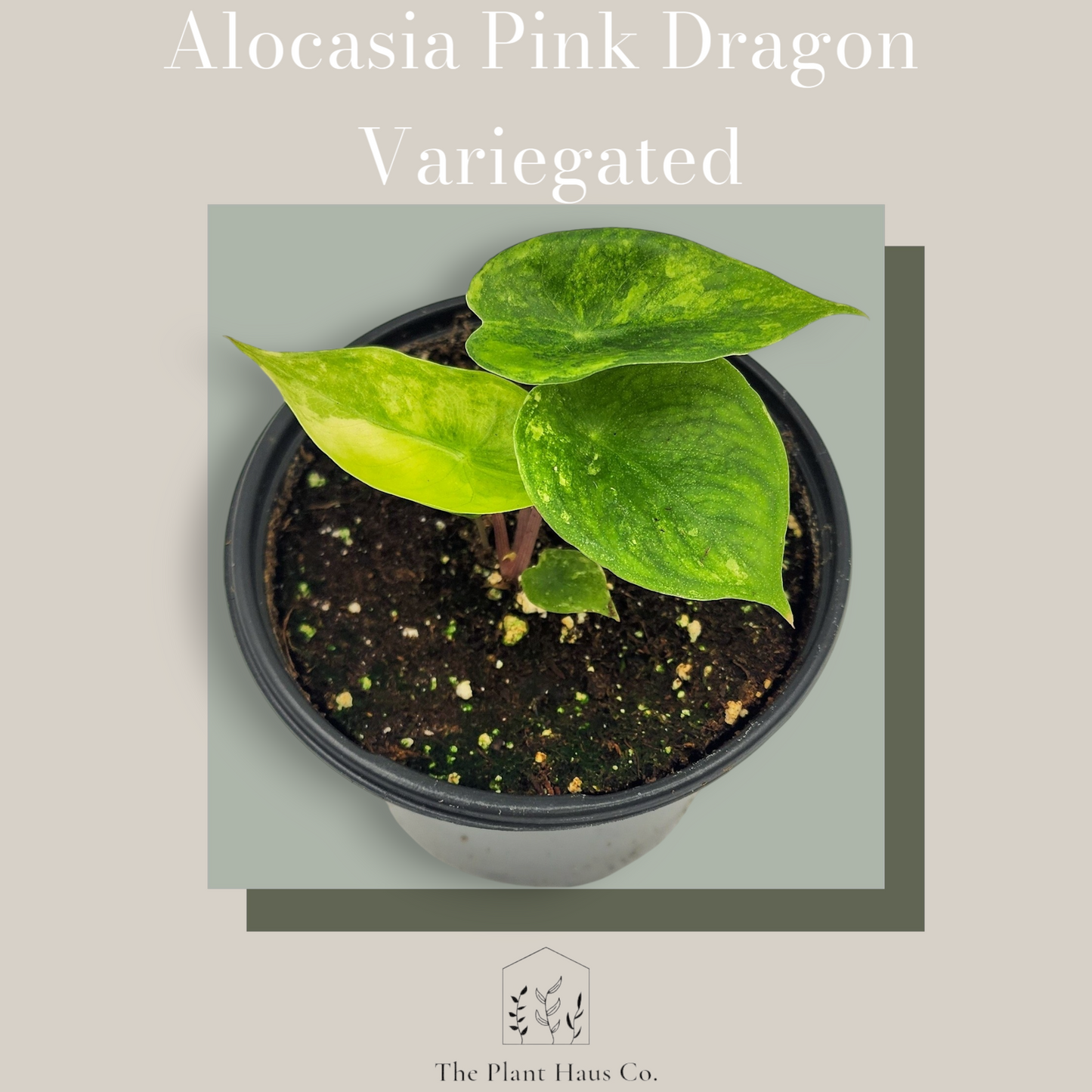 Alocasia Pink Dragon Variegated