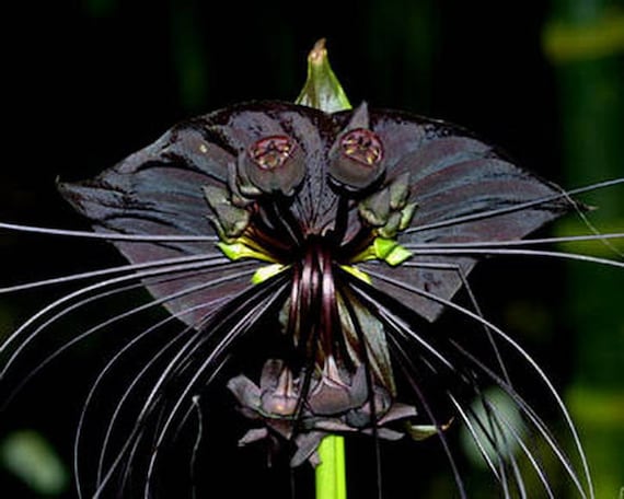 Tacca Chantrieri "Black Bat Plant"