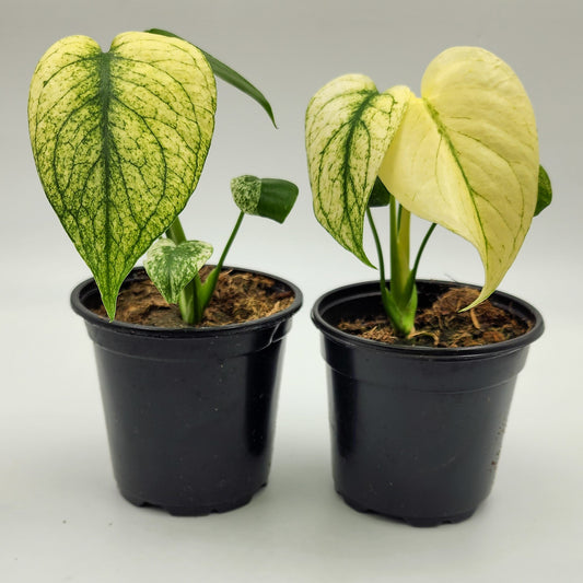 Monstera Mint Variegated