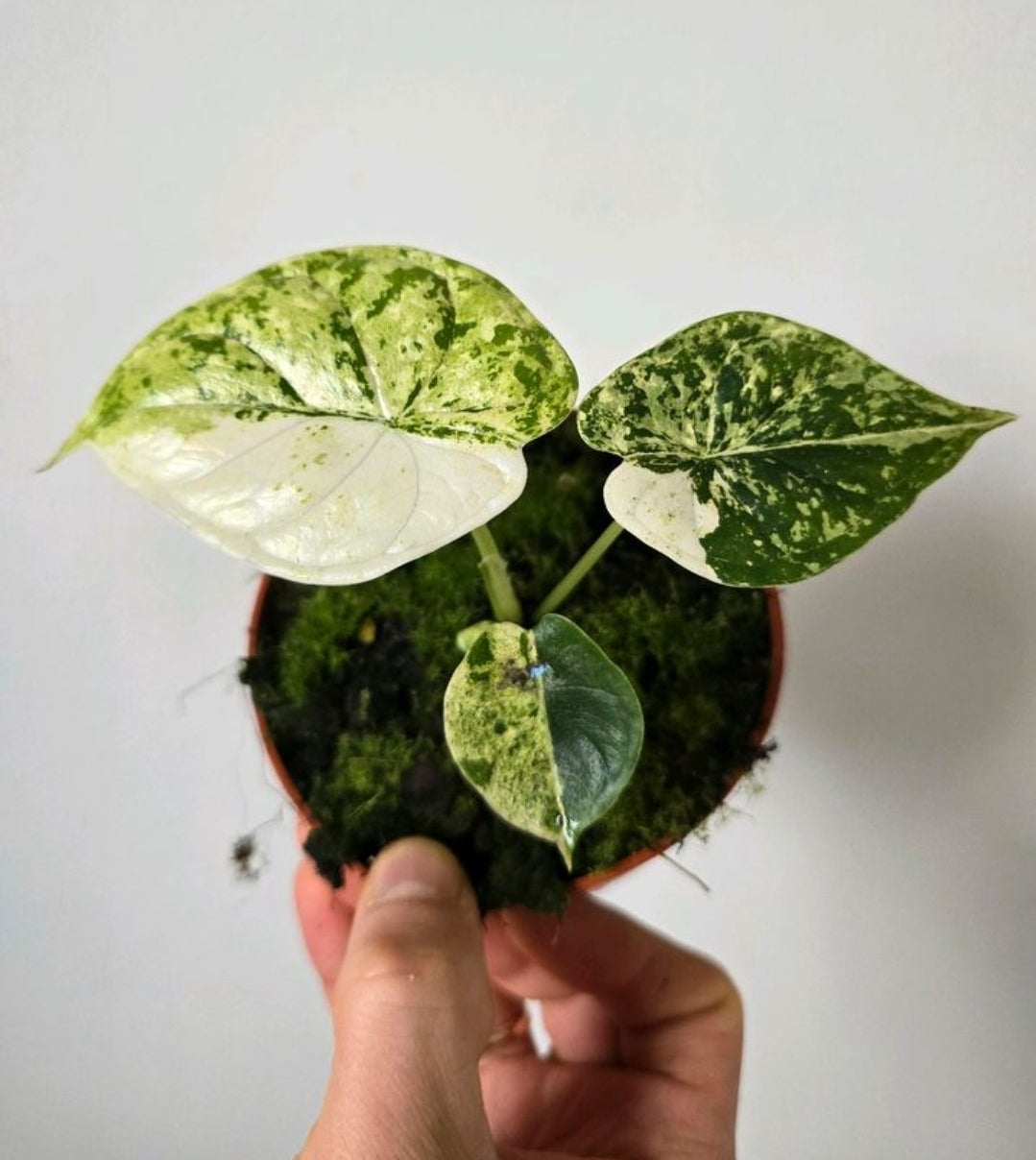 Alocasia Dragon Scale Mint Variegated Babies