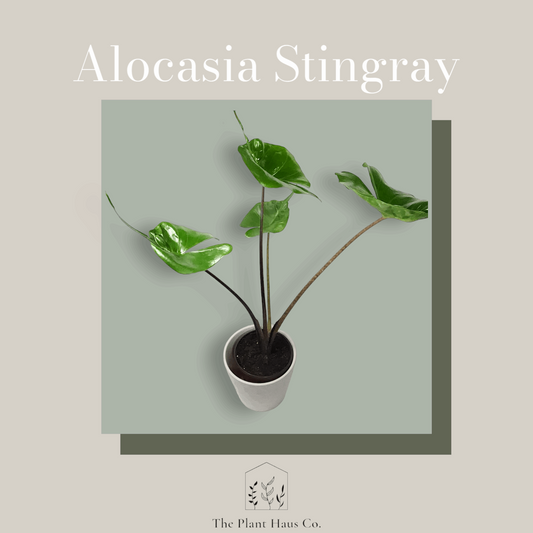 Alocasia Stingray