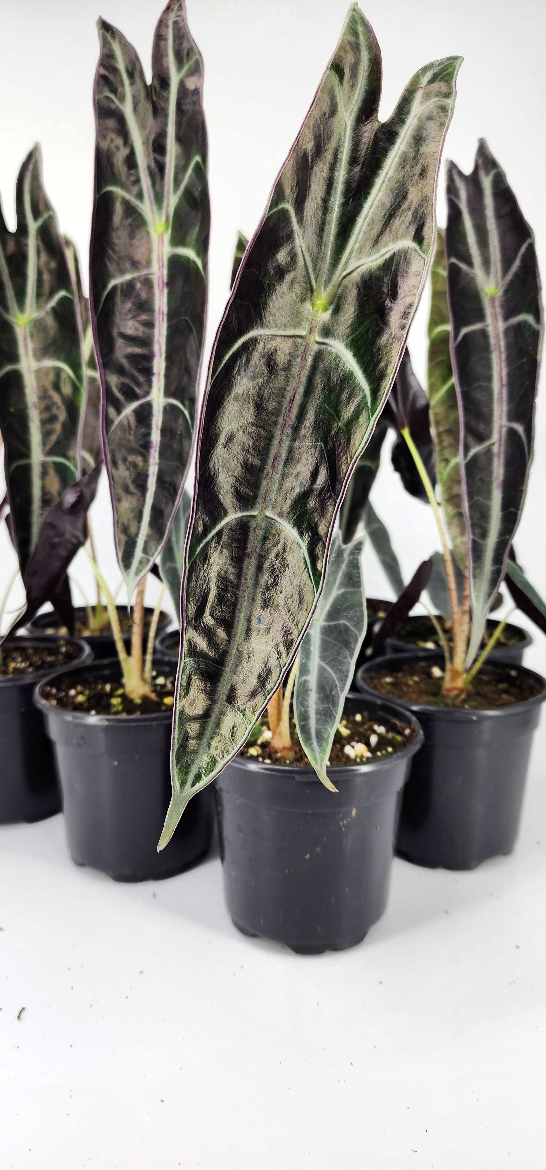 Alocasia Longiloba Narrow Purple