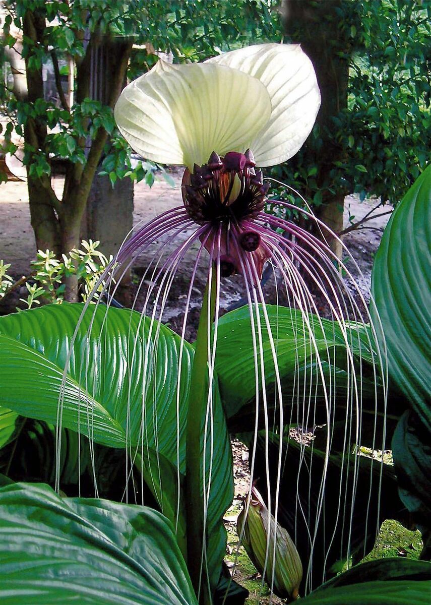 Tacca Chantrieri "White Bat Plant"